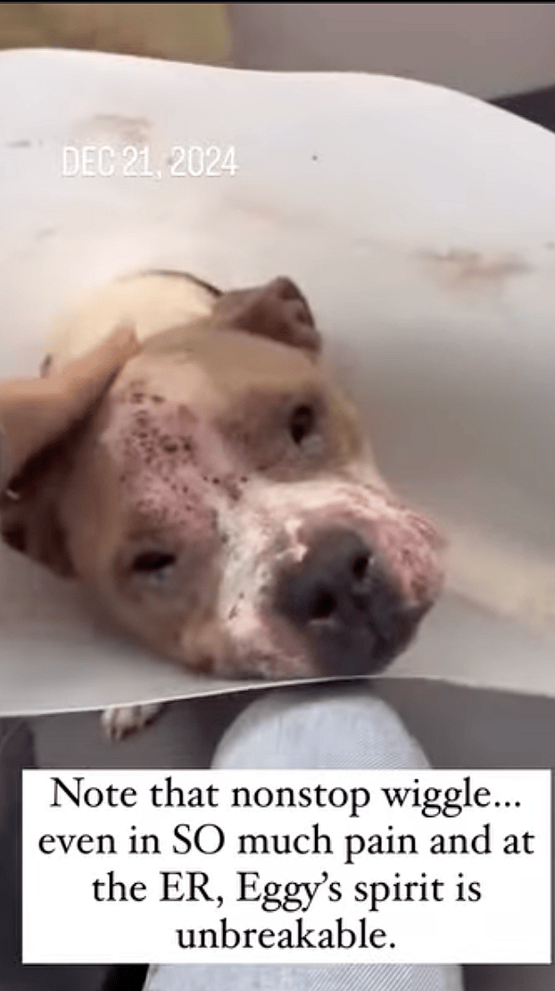 Shelter Scheduled Him for Euthanasia Without Even Knowing What Was Wrong